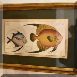 A27. Framed fish print. 